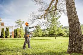 Seagraves, TX Tree Services Company