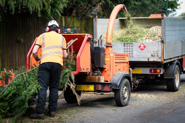 Best Organic Lawn Care Solutions  in Seagraves, TX