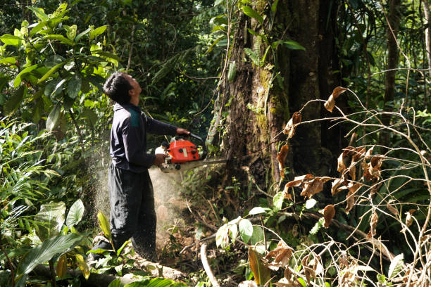 Best Tree Maintenance Programs  in Seagraves, TX