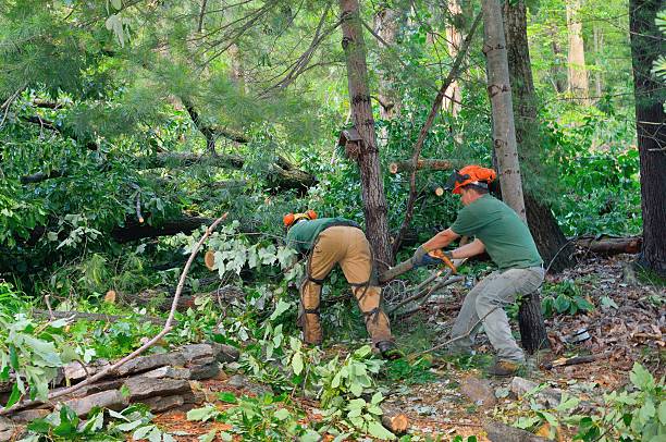 Best Lawn Maintenance Plans  in Seagraves, TX