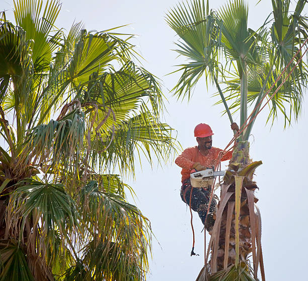 Best Tree Preservation Services  in Seagraves, TX