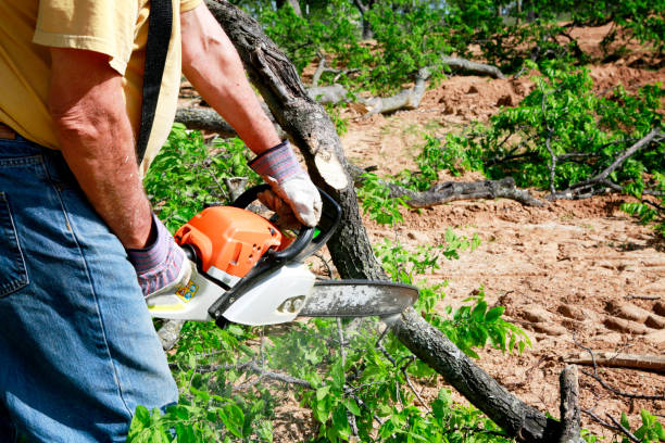 Best Tree Risk Assessment  in Seagraves, TX